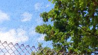 Bienenschwarm im Anflug